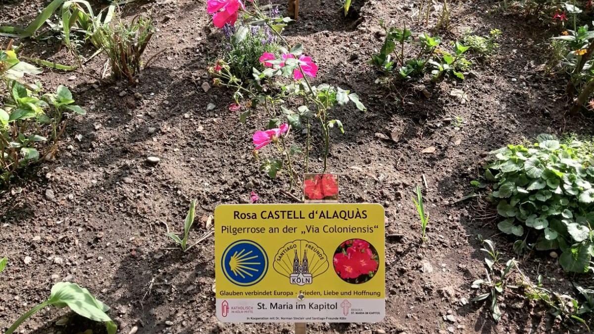 Pilgerrose Foto Markus Schmitz